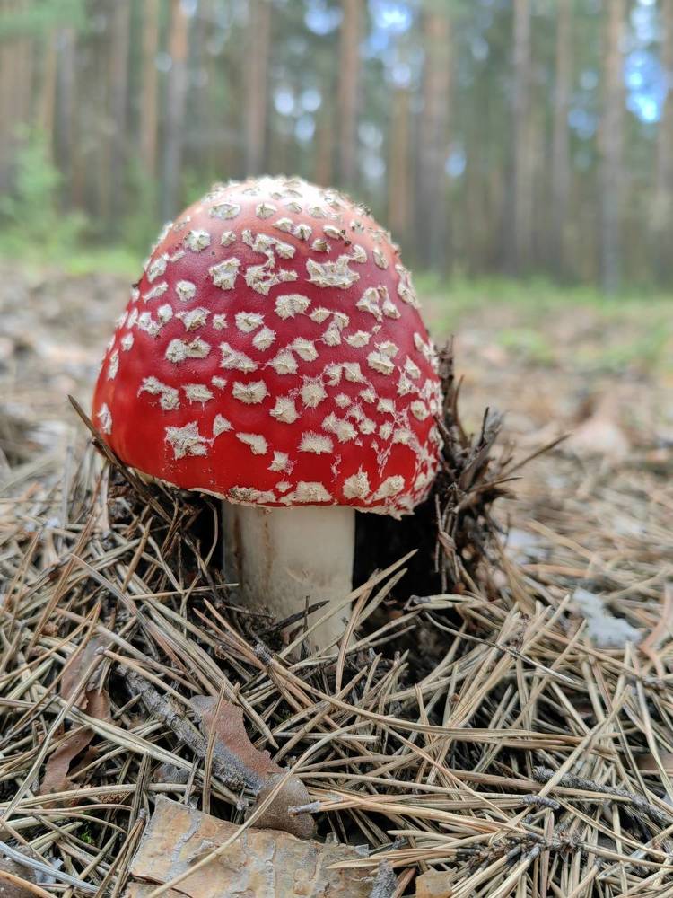 Photograph by Чкареули Светлана