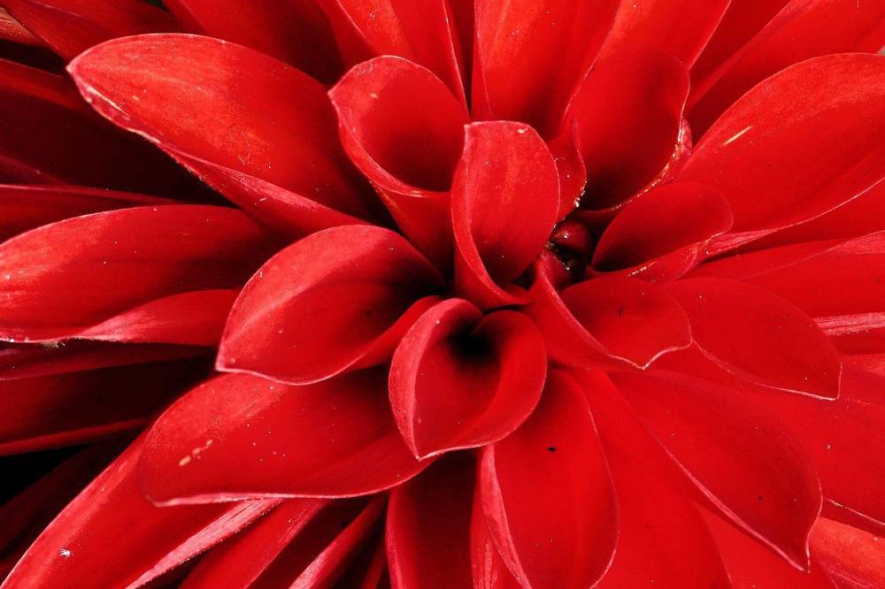 Photograph by Aleetet