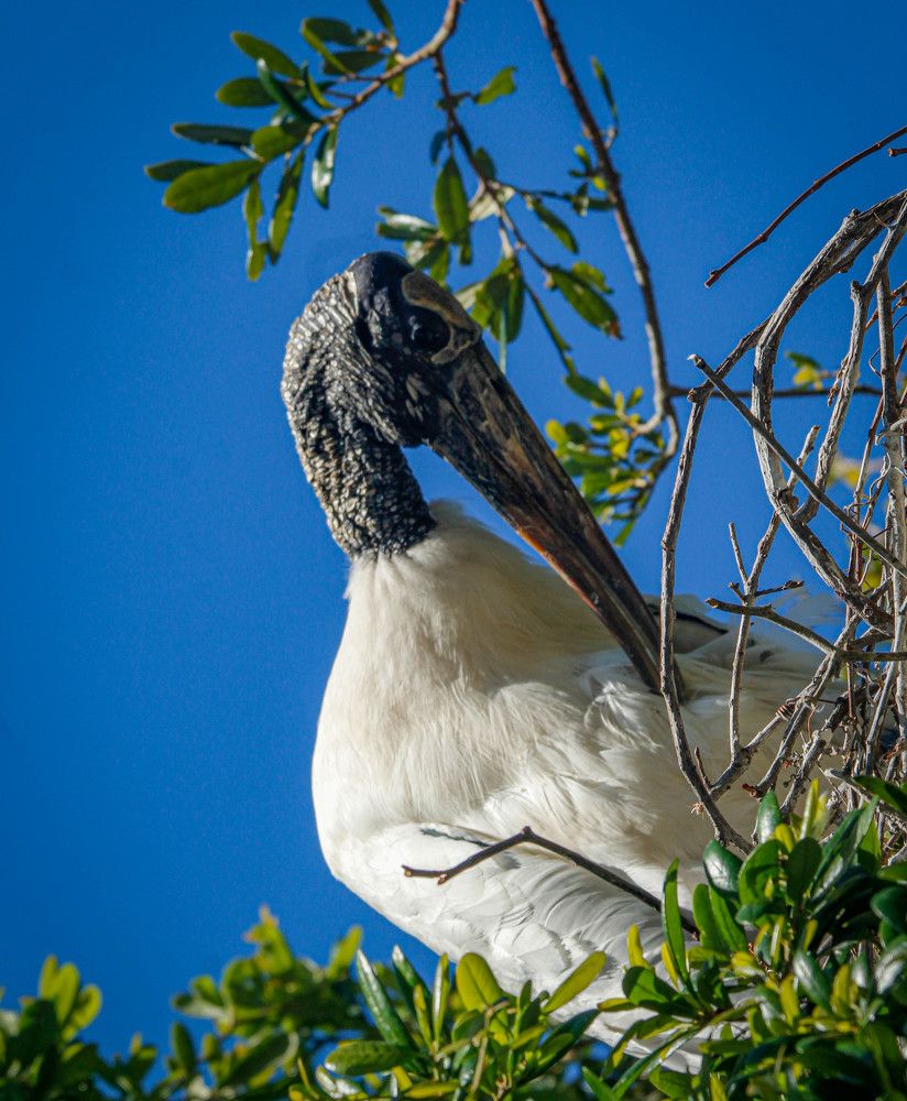 Photograph by Karen Ford