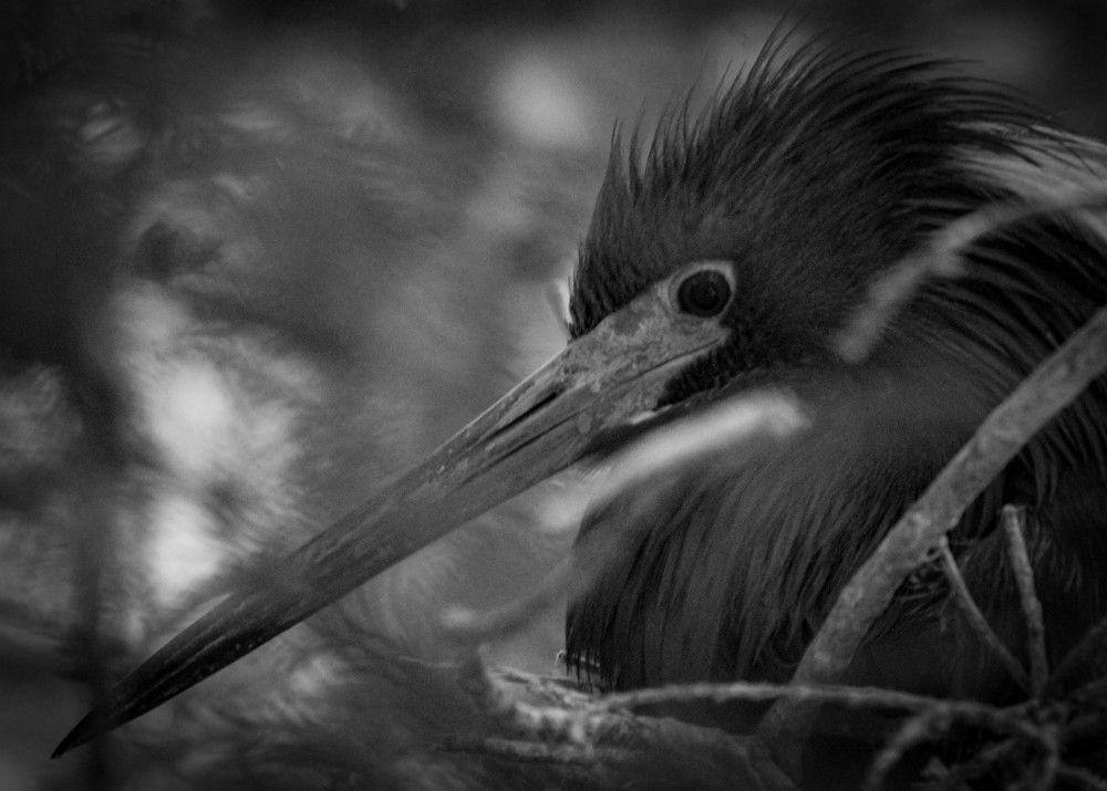 Photograph by Karen Ford