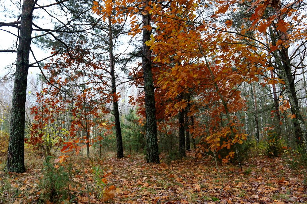 Фотография автора Колосова Елена