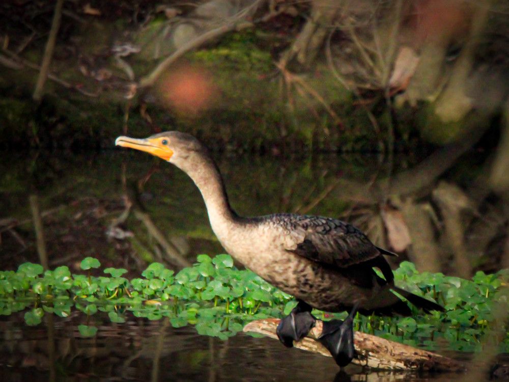 Photograph by Karen Ford