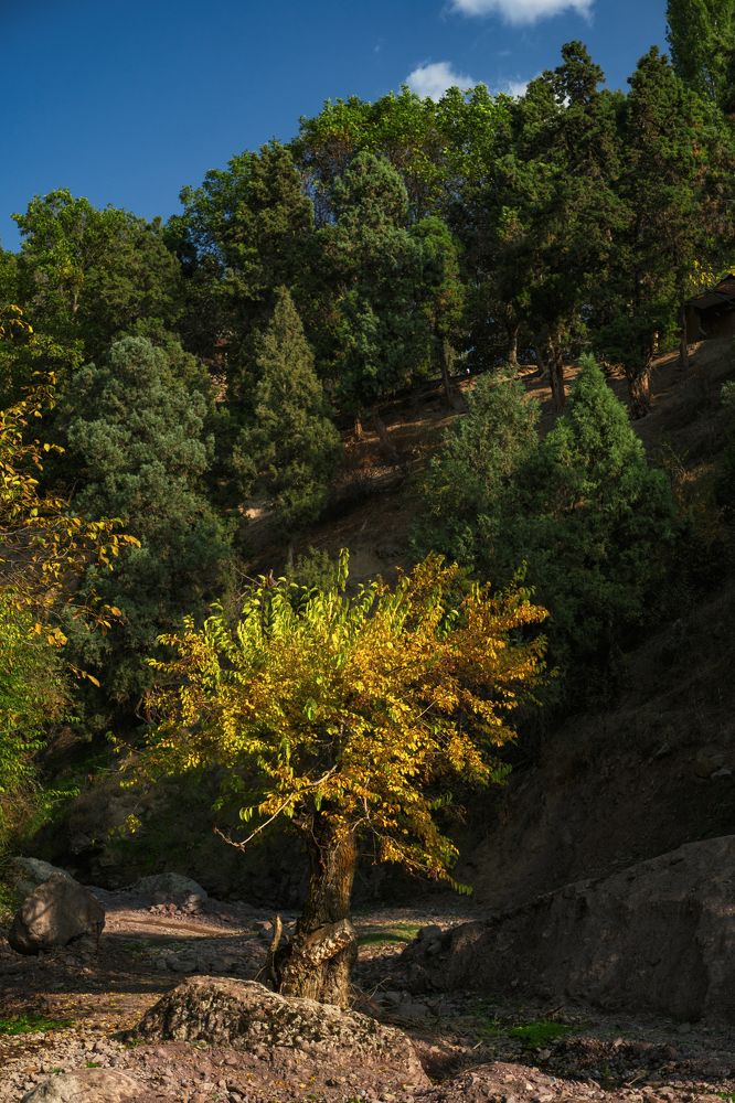 Photograph by Дильмурад Ахмедов