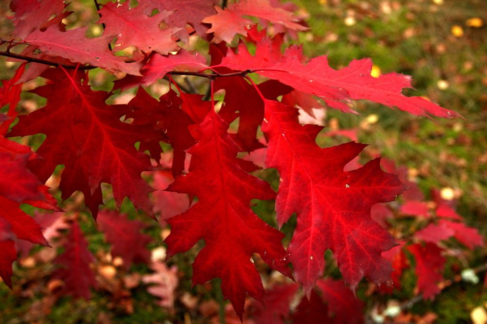 Фотография автора Колосова Елена