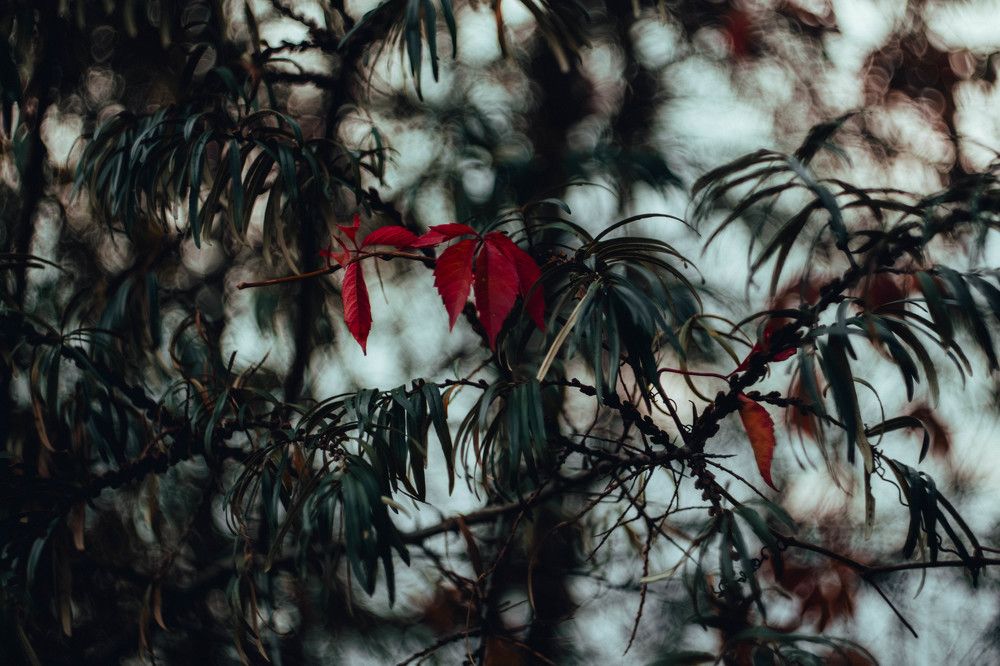 Фотография автора Алина Руденко