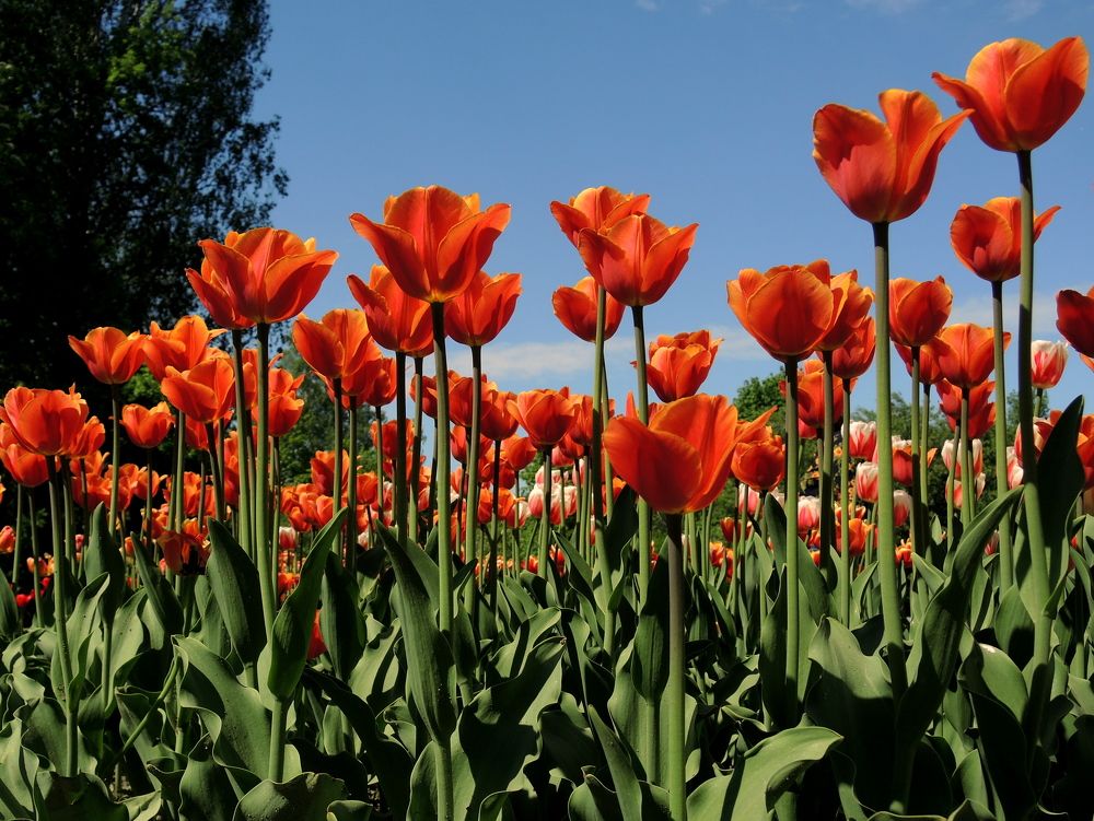 Тюльпановое настроение