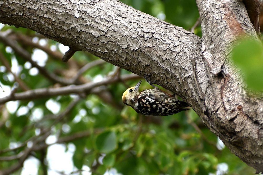 Photograph by Shirley irantha Sooriyaarachchi