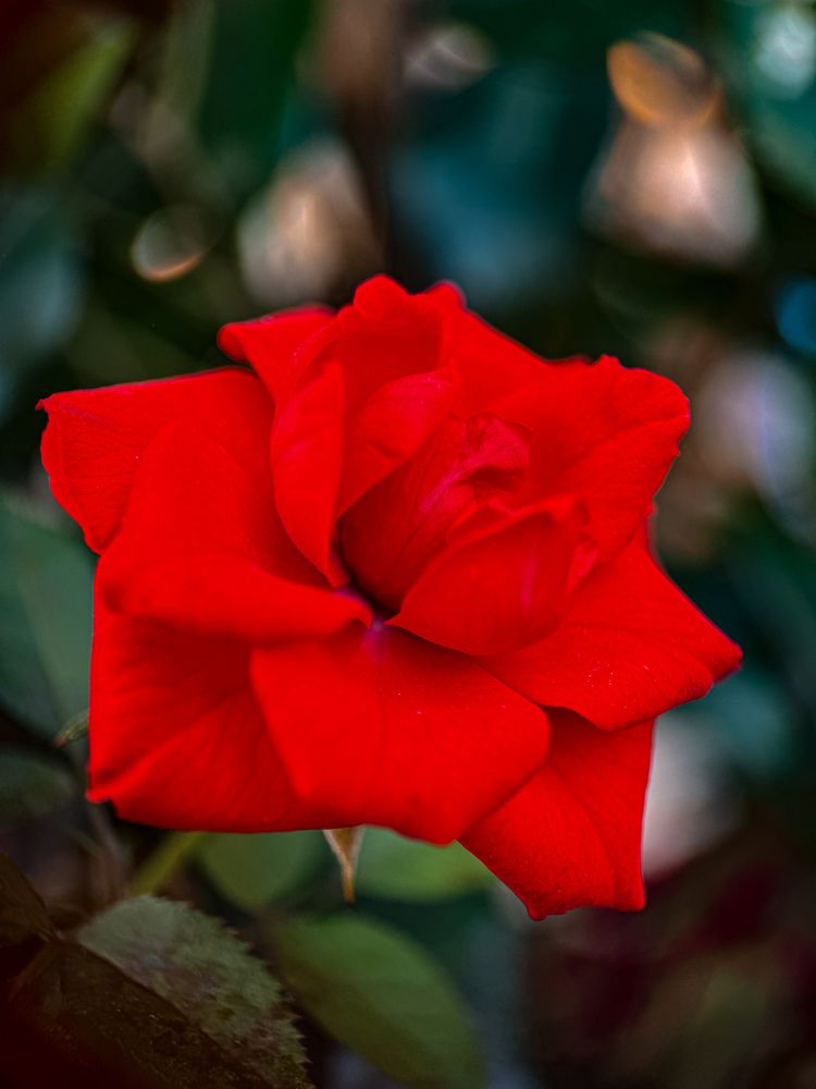 Фотография автора Юлия Осетрова