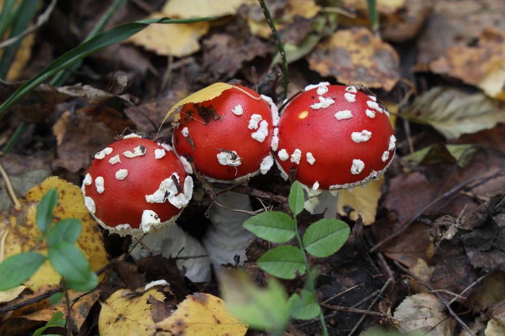 Фотография автора Колосова Елена