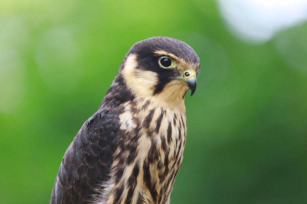 Фотография автора Игорь Ефремычев