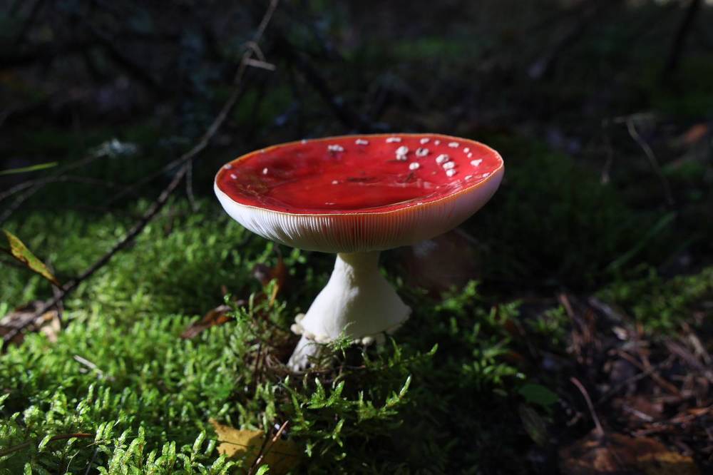 Фотография автора Колосова Елена