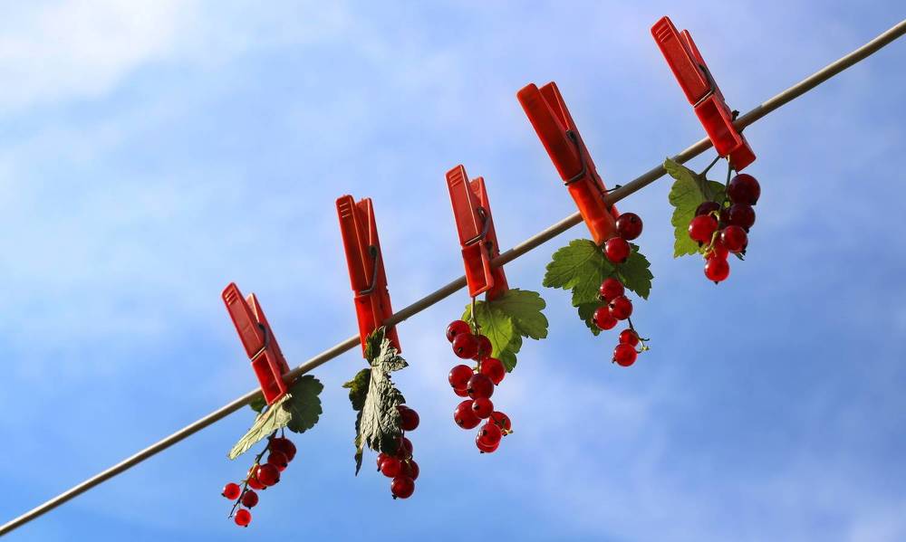 Фотография автора Колосова Елена