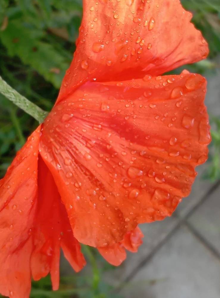 Photograph by Елена Коробченко