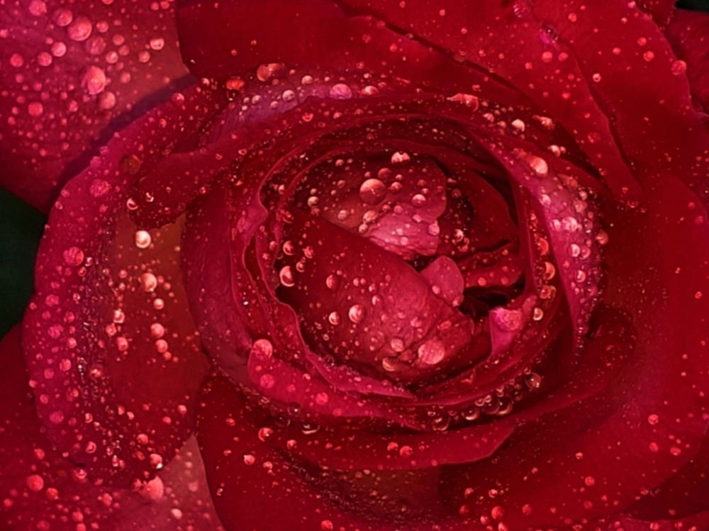 Photograph by Dilara C