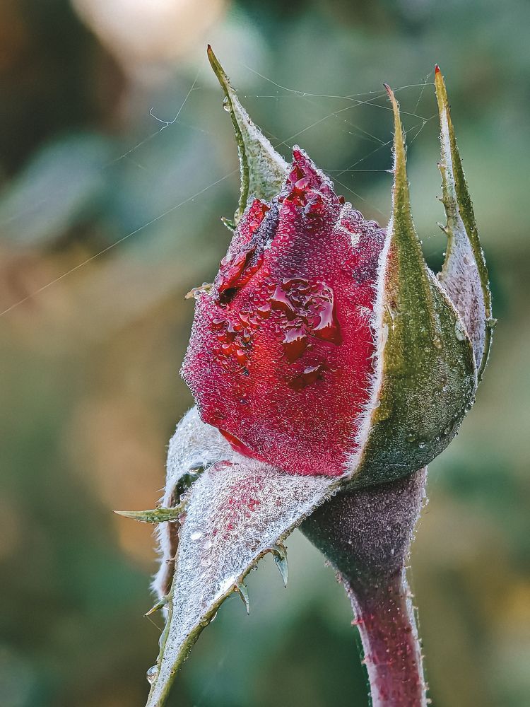 Photograph by Екатерина Савеня