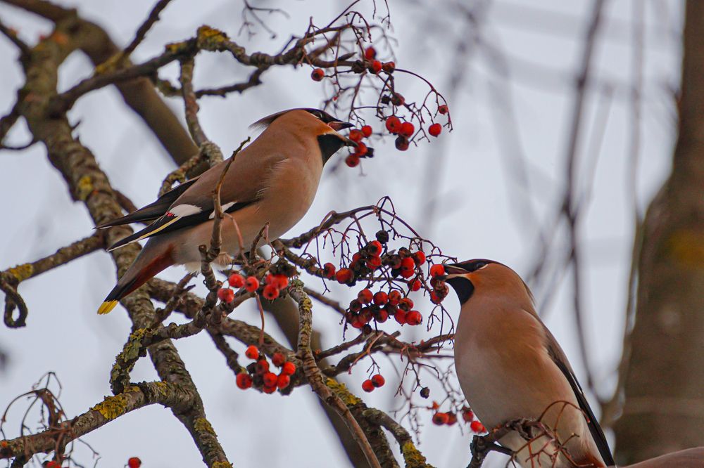 Photograph by Алфия Бугакова
