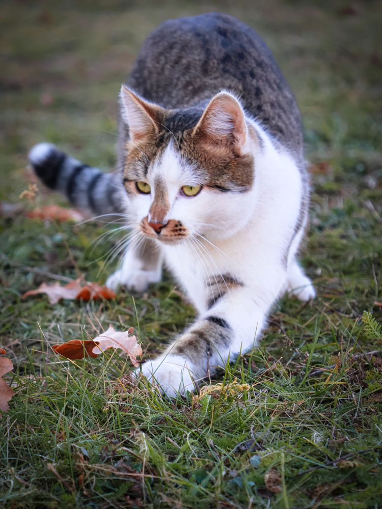 Кот Мурзилка