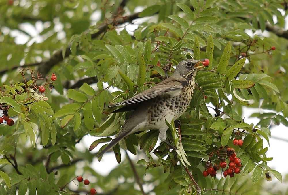 Photograph by Алексей Плясунов