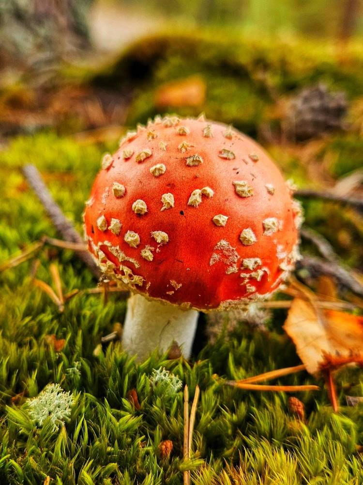 Photograph by Оксана Новикова