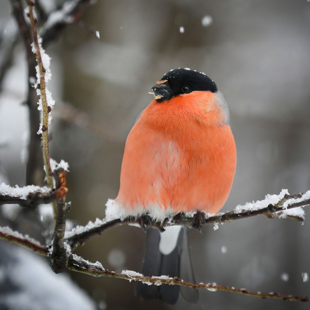 Photograph by Наталья Суслова