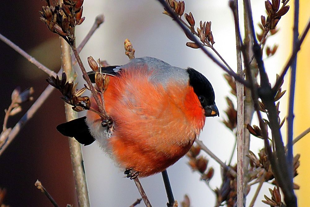 Дубровский снегирь.