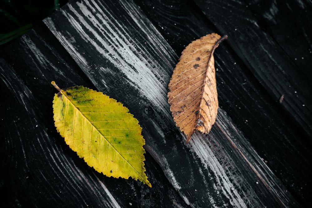 Photograph by Сергей Зимин