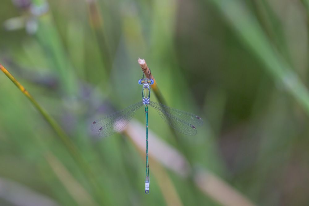 Photograph by Наталья Снеговая