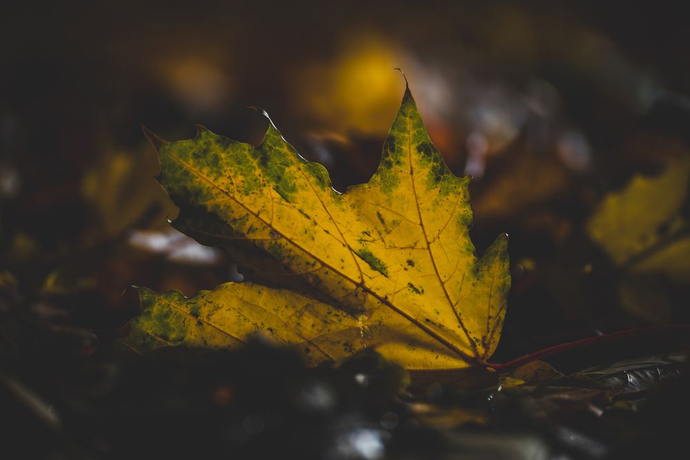 Photograph by Сергей Зимин