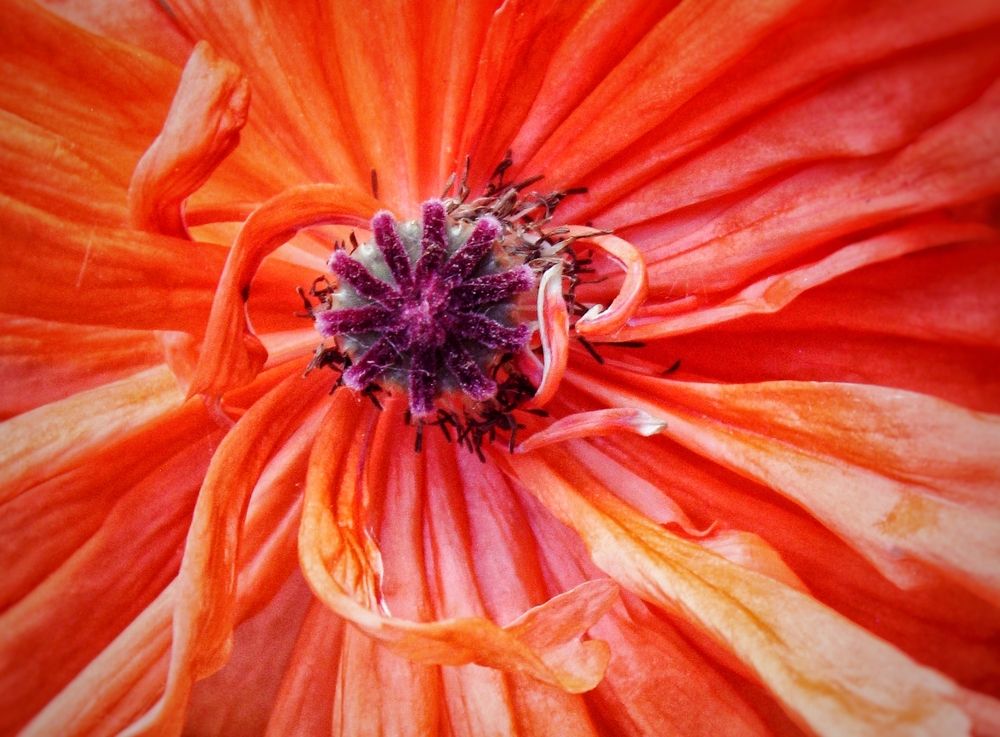 Photograph by Татьяна Сычёва