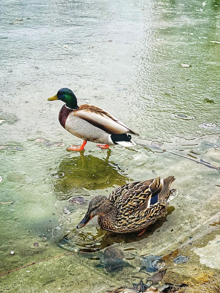 Фотография автора Оксана Радзиевская