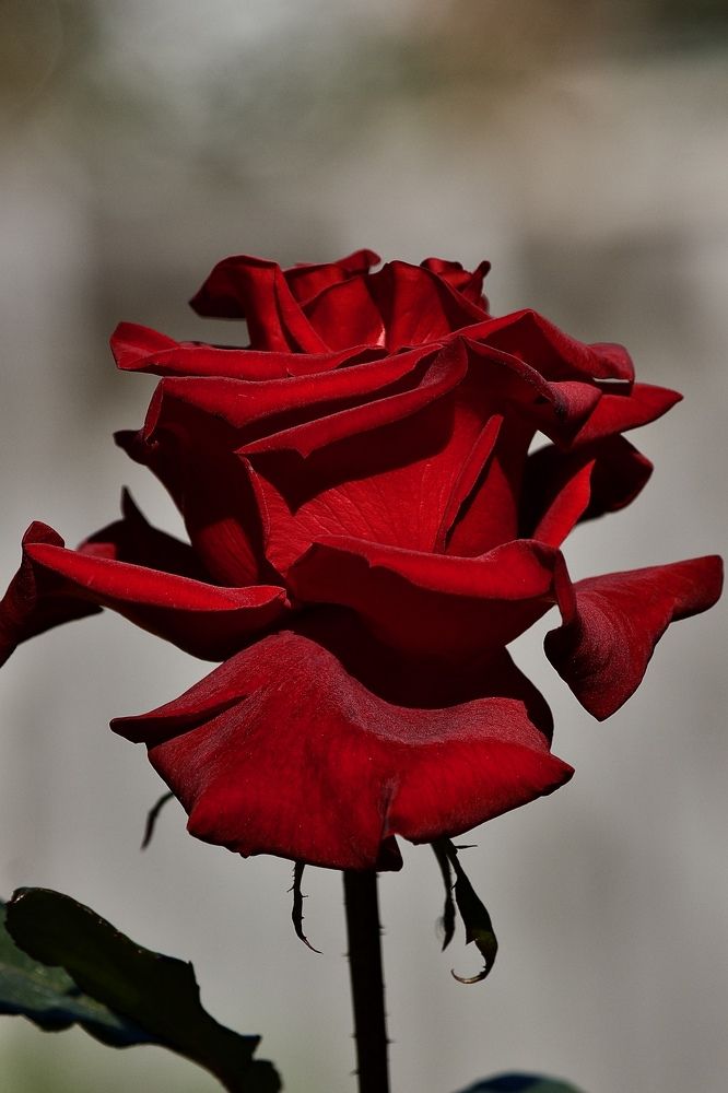 Photograph by Лариса Белашова