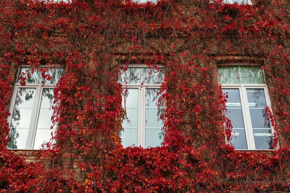 Photograph by Максим Жухлистов