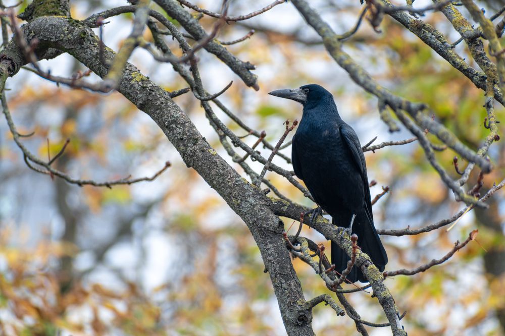 Photograph by Максим Жухлистов