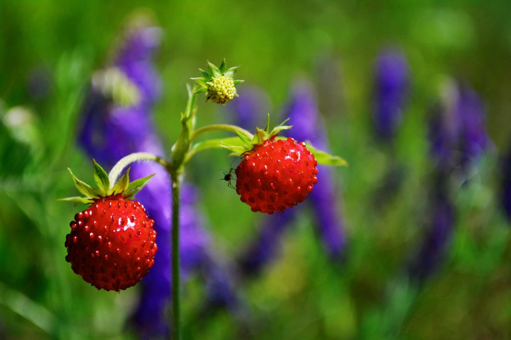 Photograph by Сергей Симаков