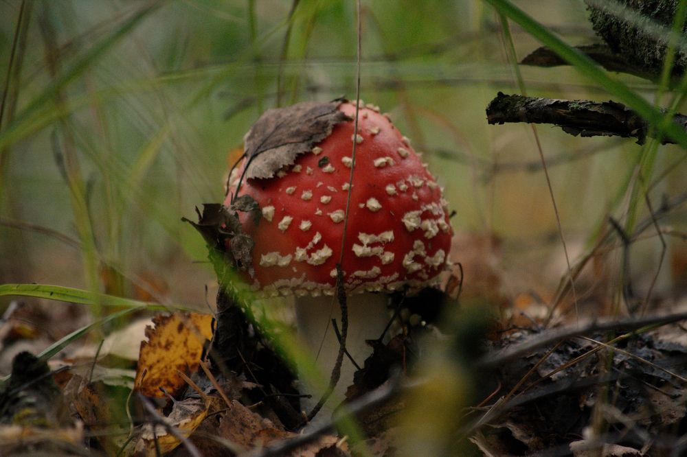 Photograph by Сергей Симаков