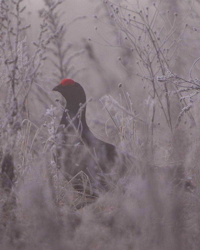 Photograph by Andrew Kuprin