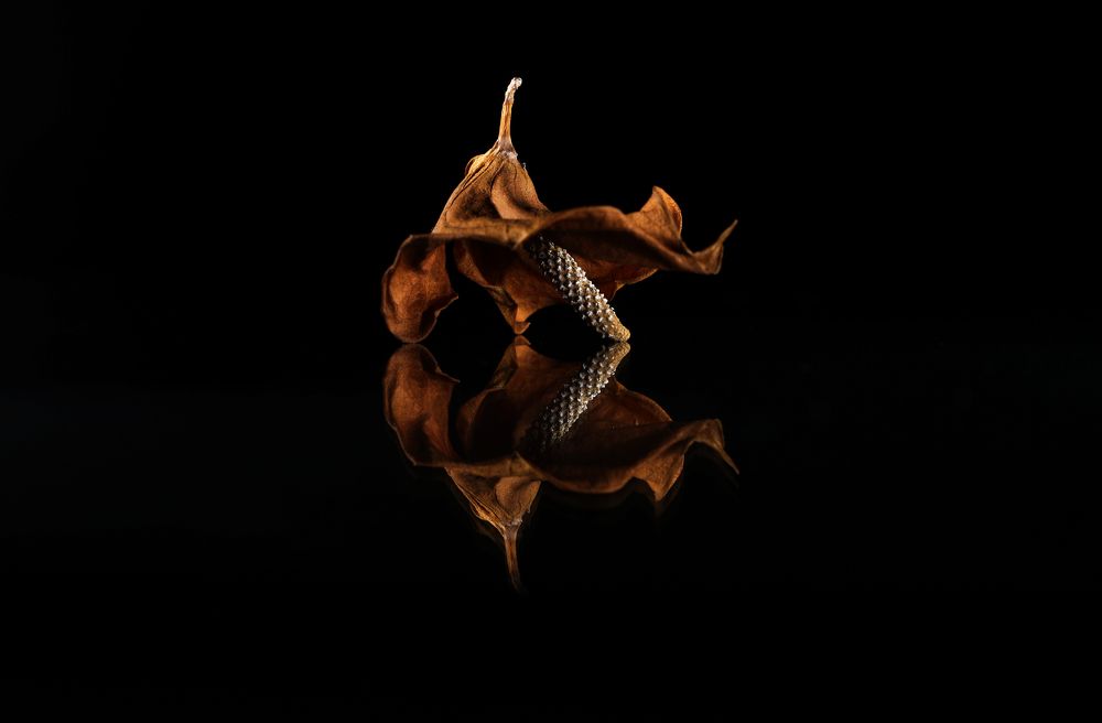 Photograph by reza haghjooy