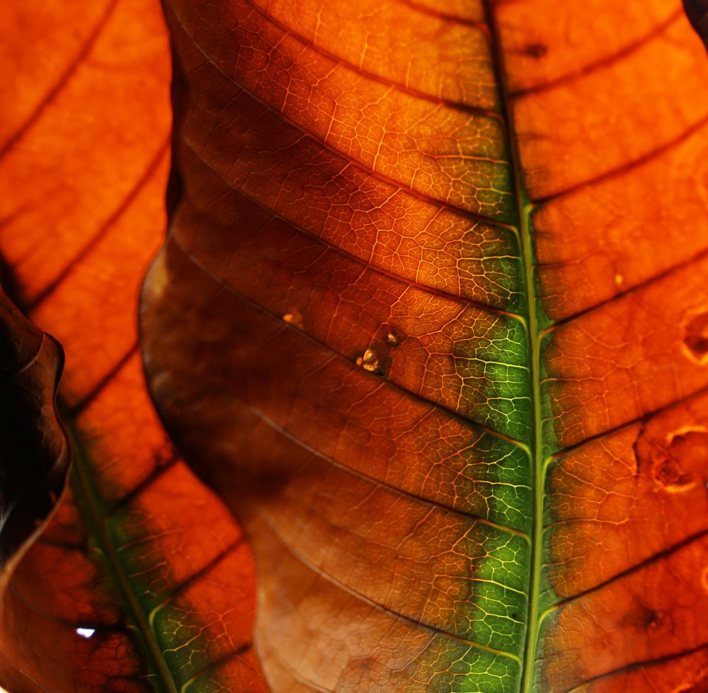 Photograph by reza haghjooy