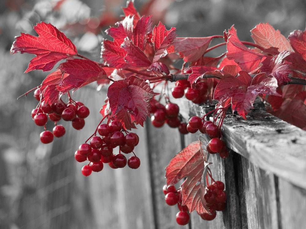 Photograph by Руслан Гончар