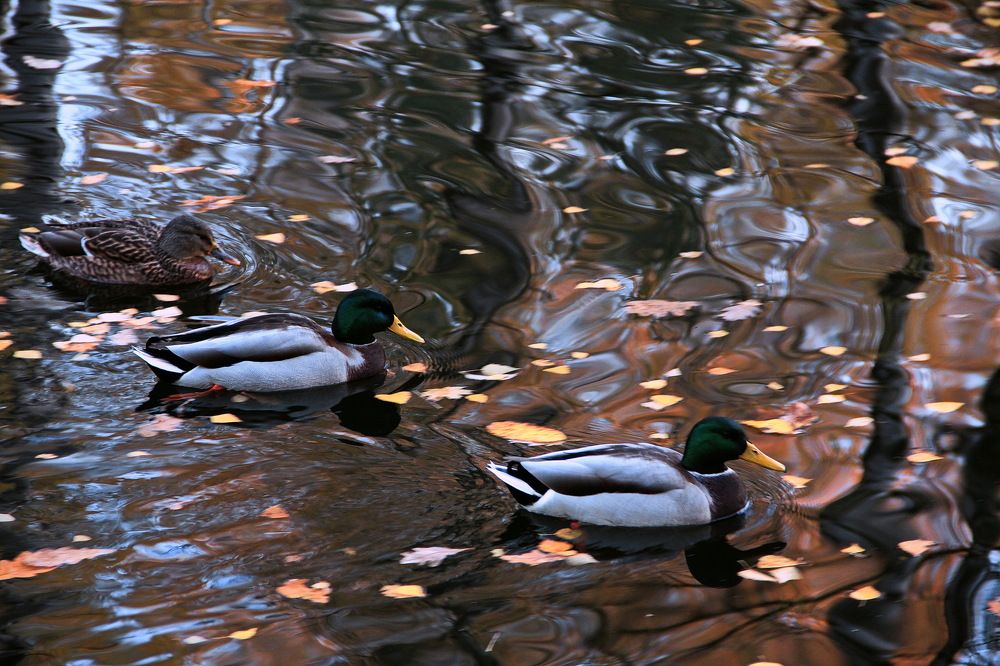 Photograph by Алексей Зимин