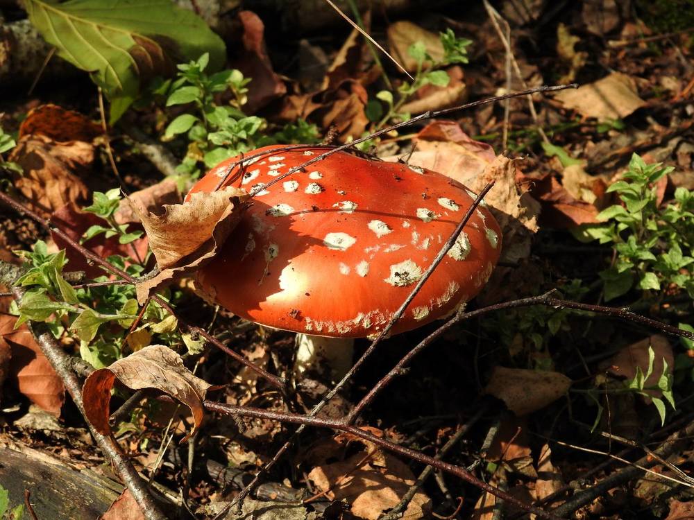 Photograph by Олеся Дейнеко