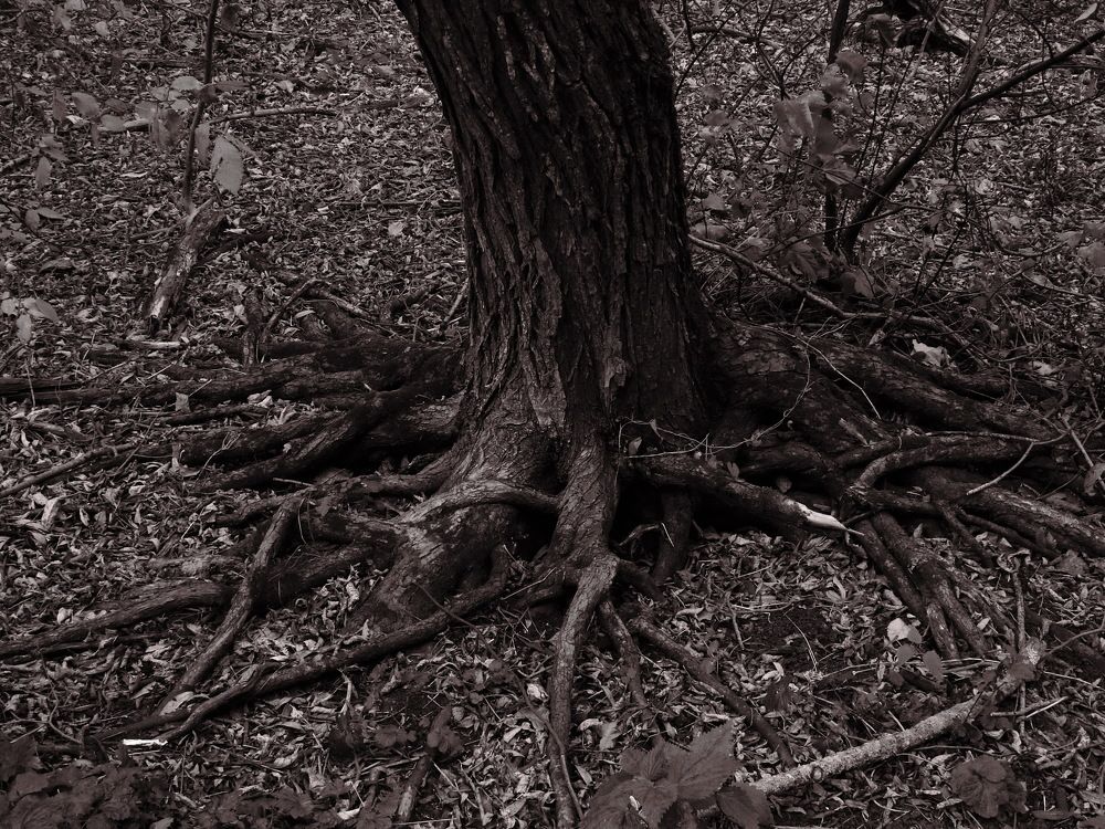 Photograph by Олеся Дейнеко