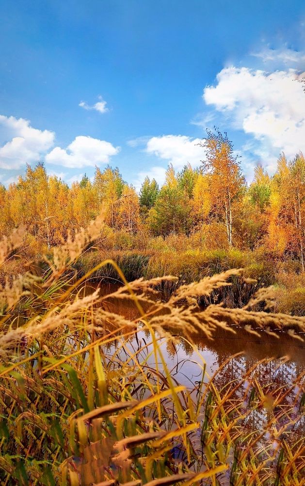 Фотография автора Оксана Радзиевская