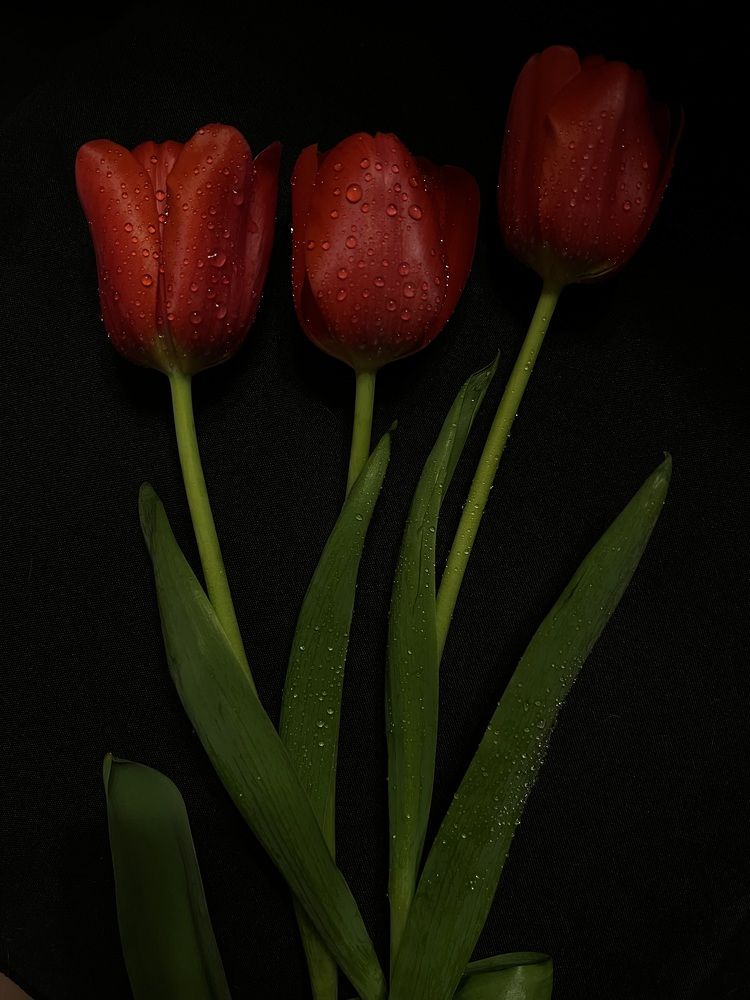 Photograph by Анастасия Германова