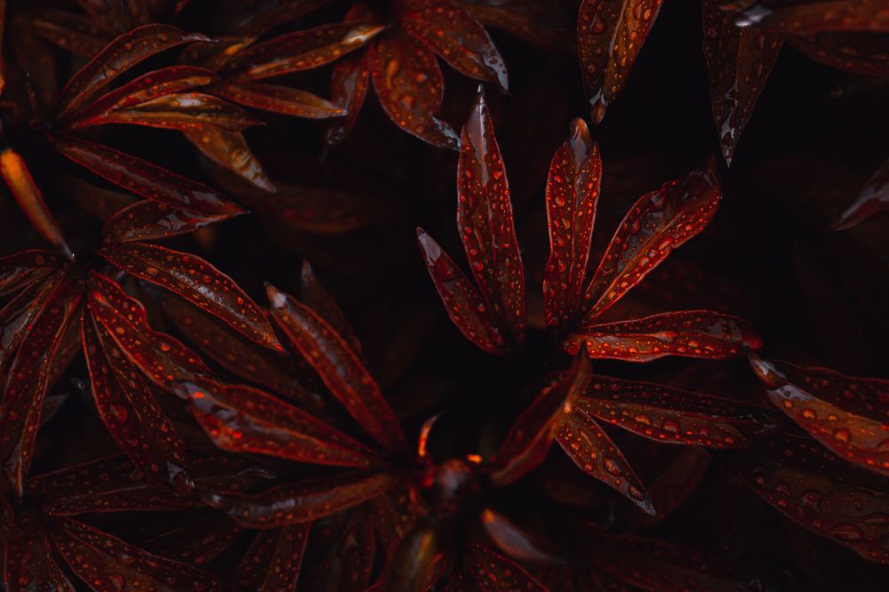 Photograph by Anastasiya Kobeleva