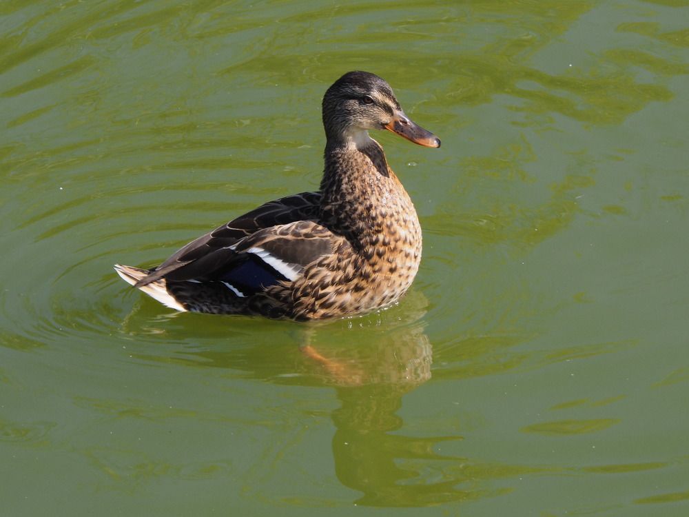 Photograph by Олег