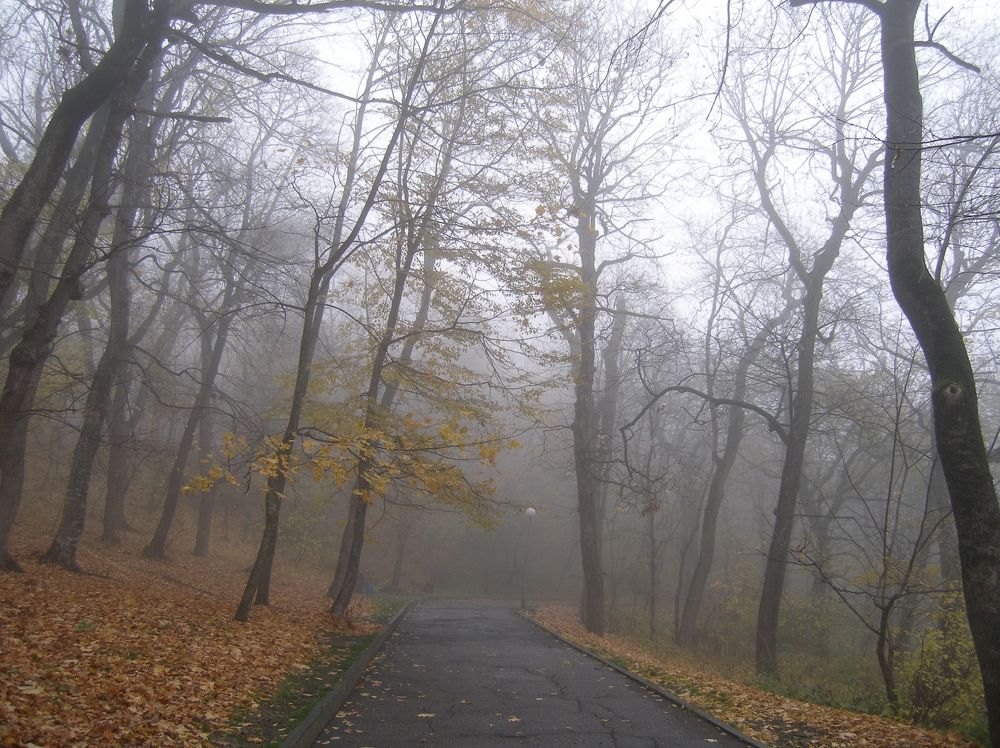 Осень в тумане