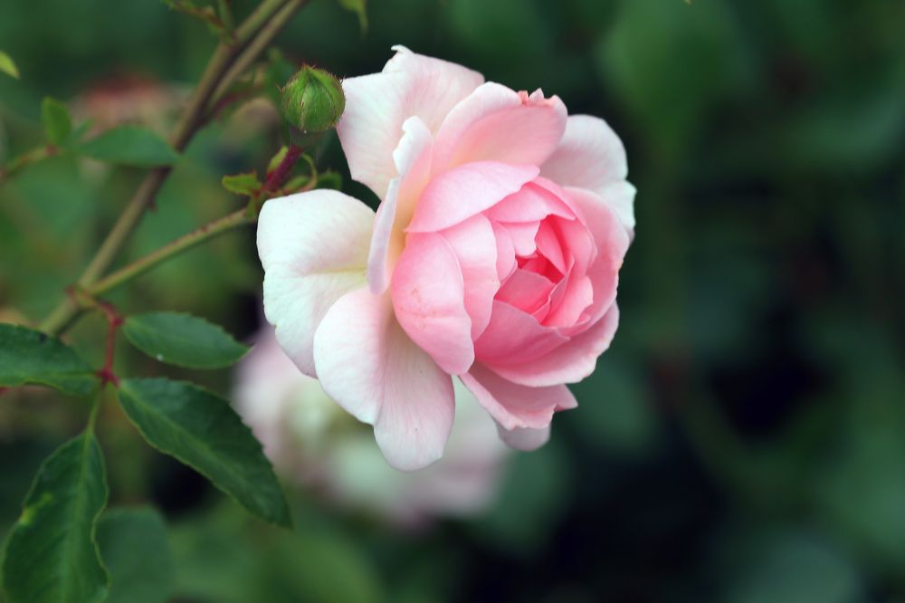 Ароматные розы