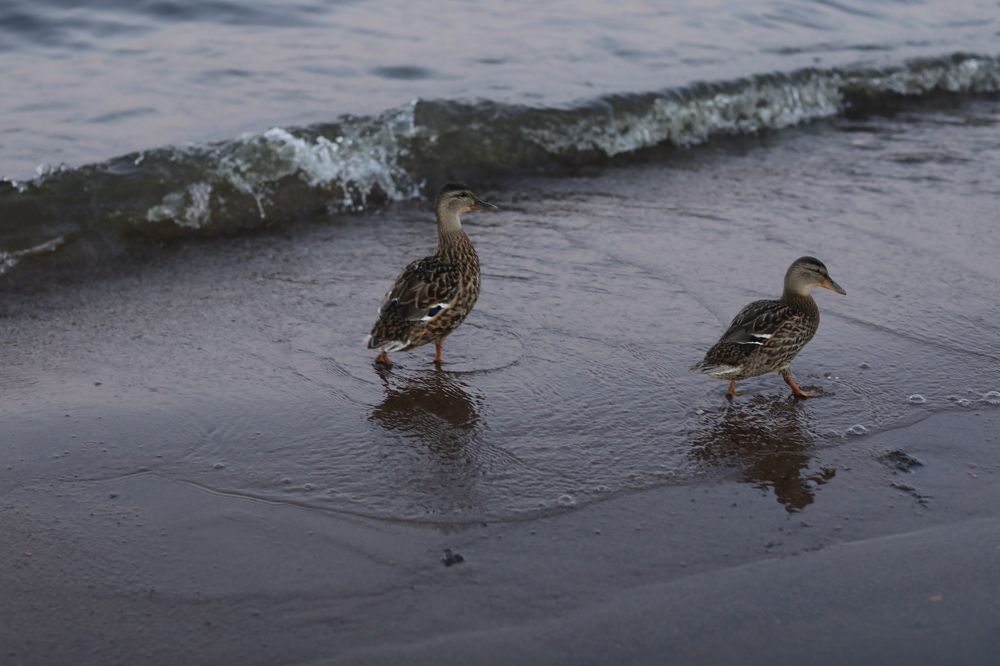 Photograph by Элиза Коробка