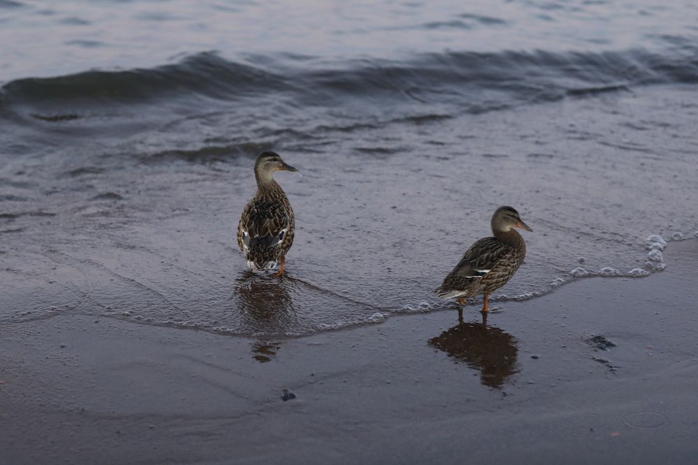 Photograph by Элиза Коробка